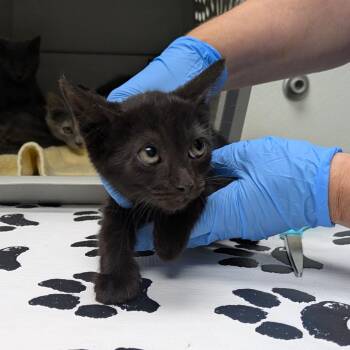 Vienna -  Domestic Short Hair Cat for Adoption in Harrisonburg, Virginia - Vienna | PetCurious