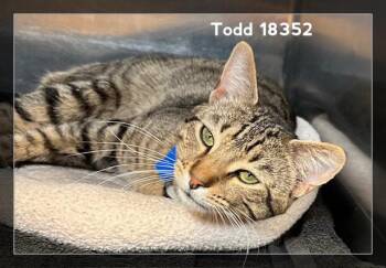 Domestic Short Hair Cats Available for Adoption in Marietta, Georgia - TODD | PetCurious