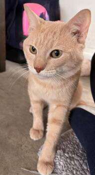 Howard -  Domestic Short Hair Cat for Adoption in Ocala, Florida - Howard | PetCurious