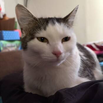 LadyBug -  Domestic Short Hair Cat for Adoption in Ashland, Virginia - LadyBug | PetCurious