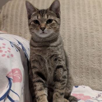 Rescue Domestic Short Hair Cats for Adoption in Puslinch, Ontario - Denver (blue Collar) | PetCurious