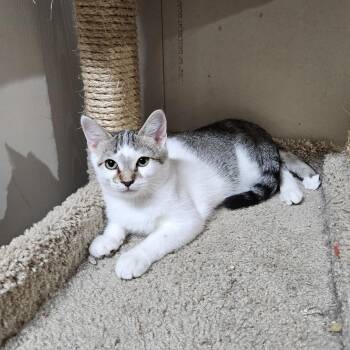 Fernando -  Domestic Short Hair Cat for Adoption in Hudsonville, Michigan - Fernando | PetCurious