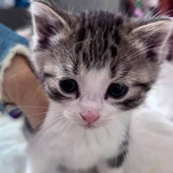 Ivy C11232 -  Domestic Short Hair Cat for Adoption - Ivy C11232 | PetCurious