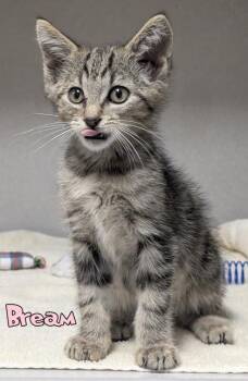 Bream -  Domestic Medium Hair and Domestic Short Hair Cat for Adoption in Mason, Michigan - Bream | PetCurious