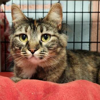 Domestic Short Hair Cats Available for Adoption in Columbus, North Carolina - Sesame | PetCurious