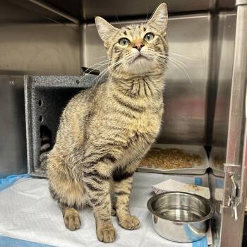 Mothball -  Domestic Short Hair Cat for Adoption in Abilene, Texas - Mothball | PetCurious