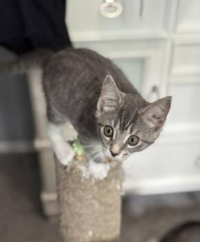 Trixie -  Domestic Short Hair Cat for Adoption in North Babylon, New York - Trixie | PetCurious