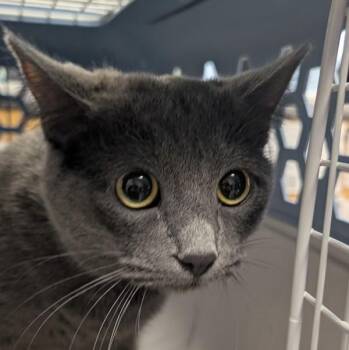 Domestic Short Hair Cats Available for Adoption - Ivy | PetCurious
