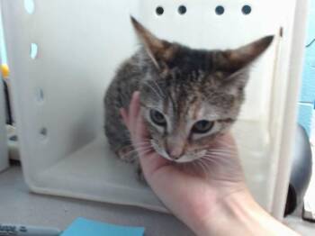 OPAL -  American Shorthair and Domestic Short Hair Cat for Adoption in Albuquerque, New Mexico - OPAL | PetCurious