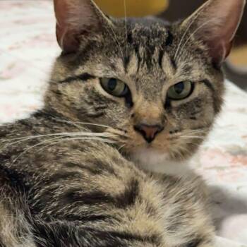 Dawson -  Domestic Short Hair Cat for Adoption in Jessup, Maryland - Dawson | PetCurious