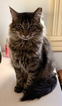 Meg -  Domestic Medium Hair Cat for Adoption in Lansdowne, Pennsylvania - Meg | PetCurious