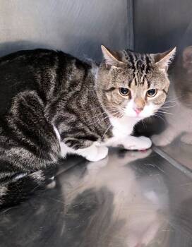 Rescue Domestic Short Hair Cats for Adoption in Fall River, Massachusetts - Mischief | PetCurious