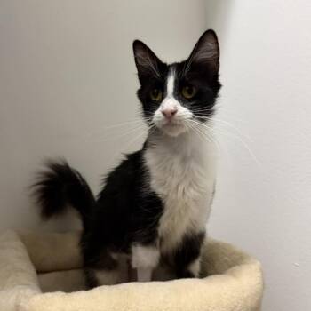 Juicebox -  Domestic Short Hair Cat for Adoption in Los Angeles, California - Juicebox | PetCurious