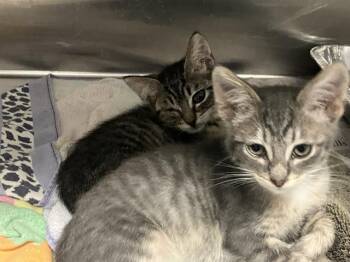 KC -  Domestic Medium Hair Cat for Adoption in Tustin, California - KC | PetCurious