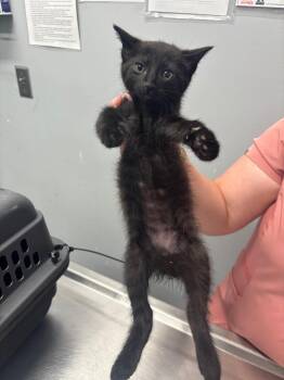 Tobey Maguire -  Domestic Short Hair Cat for Adoption in Bloomington, Indiana - Tobey Maguire | PetCurious
