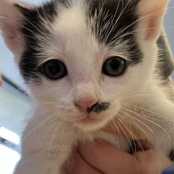 BUDGIE -  Domestic Short Hair Cat for Adoption in Alameda, California - BUDGIE | PetCurious