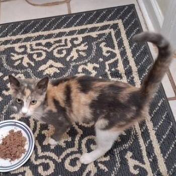 Jasmine Hudson -  Domestic Short Hair Cat for Adoption in Fayetteville, Georgia - Jasmine Hudson | PetCurious