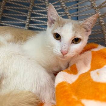 Rescue Domestic Short Hair Cats for Adoption in Pasadena, Maryland - Bambi | PetCurious