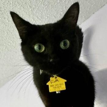 Ruth - Affectionate Young Former Mom -  Bombay Cat for Adoption in Hoquiam, Washington - Ruth - Affectionate Young Former Mom | PetCurious