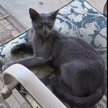 Gatita -  Domestic Short Hair Cat for Adoption in Indianapolis, Indiana - Gatita | PetCurious