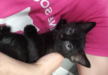 Walker -  Domestic Short Hair Cat Available for Adoption in Dickson, Tennessee - Walker | PetCurious