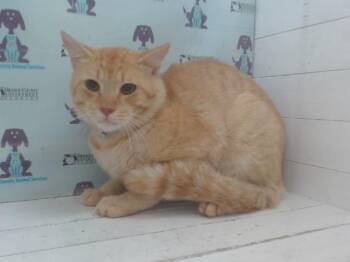 GARFIELD -  Domestic Short Hair Cat for Adoption in Orlando, Florida - GARFIELD | PetCurious