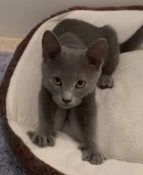 Deja -  Domestic Short Hair Cat for Adoption in Gilbert, Arizona - Deja | PetCurious