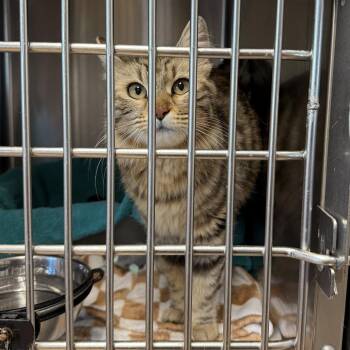 Domestic Long Hair Cats Available for Adoption in Redwood City, California - Anastasia (queen) | PetCurious