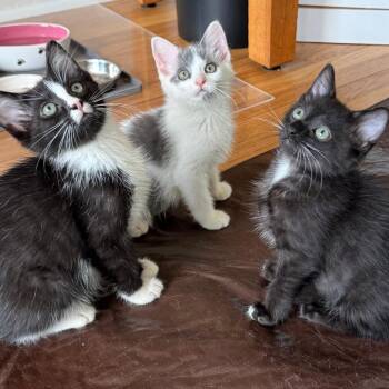 Diary -  Domestic Short Hair Cat for Adoption in Evanston, Illinois - Diary | PetCurious