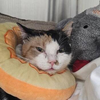 Domestic Short Hair Cats Available for Adoption in Lynchburg, Virginia - Simmy | PetCurious