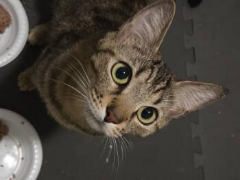 Delia -  Domestic Short Hair Cat for Adoption in Los Angeles, California - Delia | PetCurious