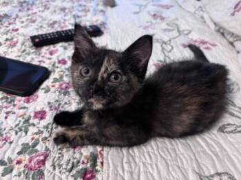 Pasita -  Domestic Medium Hair Cat for Adoption in Liverpool, Texas - Pasita | PetCurious