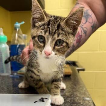 Oliver -  Domestic Short Hair Cat for Adoption in New York, New York - Oliver | PetCurious