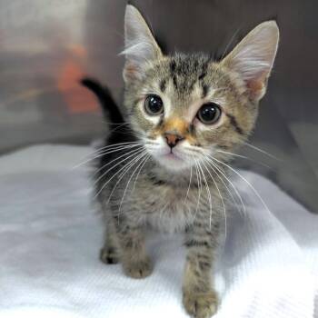 Hallo-witty (orange collar) -  Domestic Short Hair Cat for Adoption in Michigan City, Indiana - Hallo-witty (orange Collar) | PetCurious