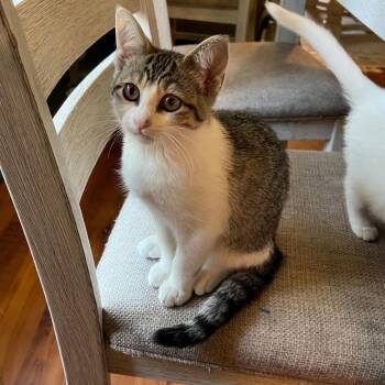 Rescue Domestic Short Hair Cats for Adoption in Warr Acres, Oklahoma - Muffin | PetCurious