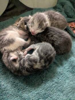 AIRTAG -  Domestic Short Hair Cat for Adoption in Riverside, California - AIRTAG | PetCurious