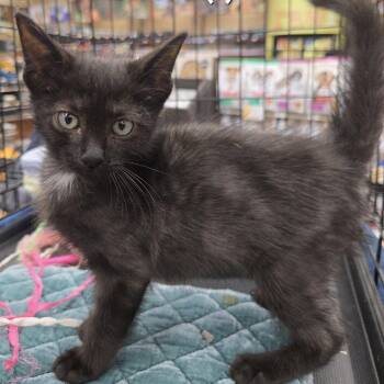 Rescue Domestic Short Hair Cats for Adoption in Clayton, California - Rowena | PetCurious