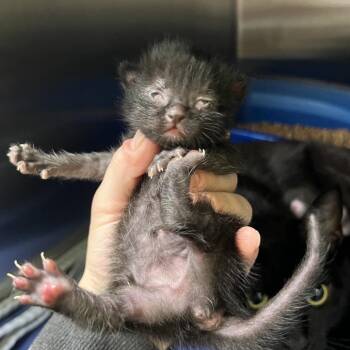 Domestic Short Hair Cats Available for Adoption in Keizer, Oregon - Rook | PetCurious