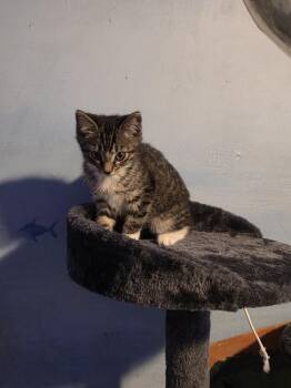 Stardust -  Domestic Short Hair and Tabby Cat Available for Adoption in Dallas, Texas - Stardust | PetCurious