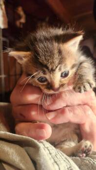 Domestic Short Hair Cats Available for Adoption in Gladwin, Michigan - Kitten 5 | PetCurious