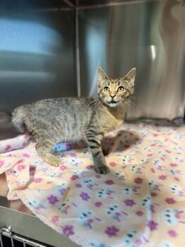 Lil Bit -  Domestic Short Hair Cat for Adoption in Dysart, Iowa - Lil Bit | PetCurious