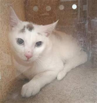 A884229 -  Domestic Short Hair Cat for Adoption in Camarillo, California - A884229 | PetCurious