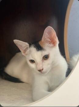 Tamera -  Domestic Short Hair Cat for Adoption - Tamera | PetCurious