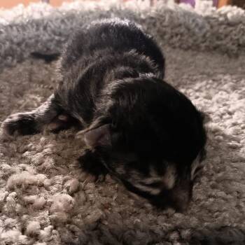 Pepper -  Domestic Short Hair Cat for Adoption in Jefferson City, Tennessee - Pepper | PetCurious