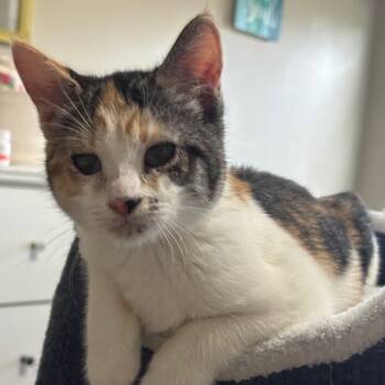 Rescue Domestic Short Hair Cats for Adoption in Hinesville, Georgia - Lisa | PetCurious