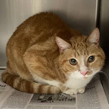 Pumkin -  Domestic Short Hair Cat for Adoption in Corpus Christi, Texas - Pumkin | PetCurious