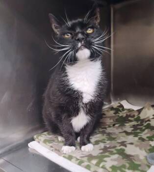 Harley -  Domestic Short Hair Cat for Adoption in Lodi, California - Harley | PetCurious