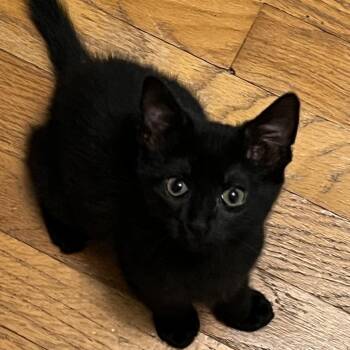 Thragg -  Domestic Short Hair Cat for Adoption in Walker, Michigan - Thragg | PetCurious