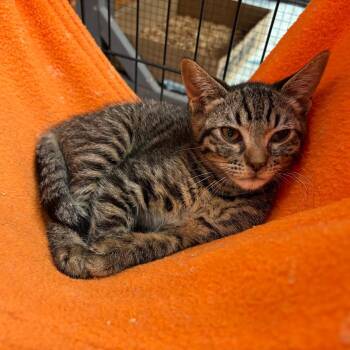 Babo Botanicals -  Domestic Short Hair Cat for Adoption in Westminster, California - Babo Botanicals | PetCurious