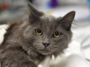 Prince Sidon -  Domestic Medium Hair Cat for Adoption in Portland, Oregon - Prince Sidon | PetCurious
